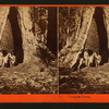 In the Mariposa Grove, Mariposa County, Cal.