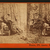 Wowona, 27ft, diameter, Mariposa Grove.