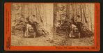 Wowona, 27ft, diameter, Mariposa Grove.