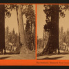 The Sentinels, Mammoth Grove, Calaveras Co., Cal.