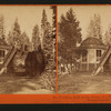 The Pavillion, built on the Stump of a Tree,Mammoth Grove, Calaveras Co., Cal.