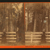 Auld Reckie, Mammoth Grove, Calaveras Co., Cal.