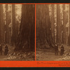The Three Graces seen through the Bryant & Seward, Mammoth Grove, Calaveras Co., Cal.