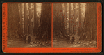 The Three Graces seen through the Bryant & Seward, Mammoth Grove, Calaveras Co., Cal.