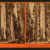 The Mother of the Forest, through the Torrey Group, Mammoth Grove, Calaveras Co., Cal.