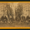 Mother of the Forest, circum. 78 ft., over 300 ft. high - Calaveras Co.