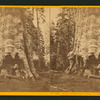 Mother of the Forest, circum. 78 ft., over 300 ft. high - Calaveras Co.