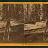 Father of the Forest, circum. 111 feet, estimated height, 450 feet.