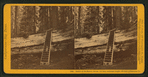 Father of the Forest, circum. 111 feet, estimated height, 450 feet.