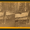 Father of the Forest, circum. 111 feet, estimated height, 450 feet, Calaveras County.