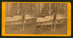 Father of the Forest, circum. 111 feet, estimated height, 450 feet, Calaveras County.