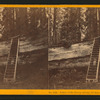 Father of the Forest, circum. 111 feet, estimated height, 450 feet, Calaveras County.