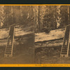 Father of the Forest, circum. 111 feet, estimated height, 450 feet, Calaveras County.