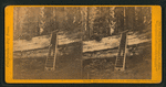 Father of the Forest, circum. 111 feet, estimated height, 450 feet, Calaveras County.