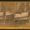Father of the Forest, circum. 111 feet, estimated height, 450 feet, Calaveras County.
