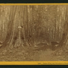 James King, and entrance to horseback ride in Father of the Forest.