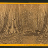 James King, and entrance to horseback ride in Father of the Forest.