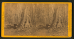 James King, and entrance to horseback ride in Father of the Forest.