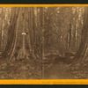 James King, and entrance to horseback ride in Father of the Forest.
