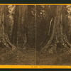 Uncle Tom's Cabin and Old Dominion, 20 ft. and 305 feet high, Calaveras Co.