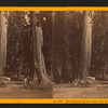 The Sentinals, 315 ft. high, diam. 20 ft., Calaveras Co.