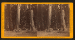 The Sentinals, 315 ft. high, diam. 20 ft., Calaveras Co.