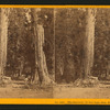 The Sentinals, 315 ft. high, diam. 20 ft., Calaveras Co.
