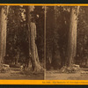 The Sentinals, 315 ft. high, diam. 20 ft., Calaveras Co.