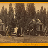 Stump House and butt-end of Original Big Tree, diam. 32 ft., Calaveras Co.