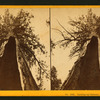 Looking up chimney, burnt out of tree, 90 ft., Calaveras Co.