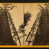 Mother of the Forest, looking up the tree, circum. 78 ft., over 300 ft. high.