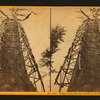 Mother of the Forest, looking up the tree, circum. 78 ft., over 300 ft. high.