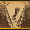 Mother of the Forest, (looking up) circum. 78 ft., over 300 ft. high