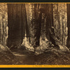 Siamese Twins and Daniel Webster, - Calaveras Co.