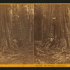 Phil. Sheridan - Calaveras Co.
