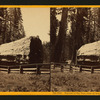 But-end of Big Tree, diam. 25 feet. - Calaveras Co.