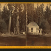 House on Stump, 36 feet in diam., the Sentinels backgorund - Calaveras Co.