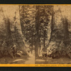 Grizzly Giant, (circum. 101 ft; the Largest Tree Know), Mariposa Co.