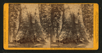 Grizzly Giant, (circum. 101 ft; the Largest Tree Know), Mariposa Co.