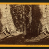 Grizzly Giant, (circum. 101 ft; the Largest Tree Know), Mariposa Co.