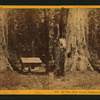 Big Tree (75 ft. circum) Mariposa Grove, - Mariposa Co.
