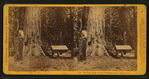 Big Tree (75 ft. circum) Mariposa Grove, - Mariposa Co.