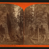 Mother of the Forest, Calaveras Grove, Cal.