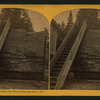 Chip of the Old Block, Calaveras Grove, Cal.