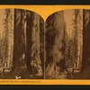 A Stroll among the Big Trees, Calaveras Grove, Cal.