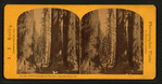 A Stroll among the Big Trees, Calaveras Grove, Cal.
