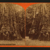Santa Cruz, Big Trees, Cal.