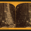The Grizzly Giant, Mariposa Grove, Cal.