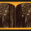 The Grizzly Giant, Mariposa Grove, Cal.
