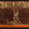 But-end section of the Original Big Tree, diameter 25 feet, Mammoth Trees of Calaveras Co., California.